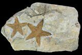 Two Ordovician Fossil Starfish (Petraster?) - Morocco #100081-1